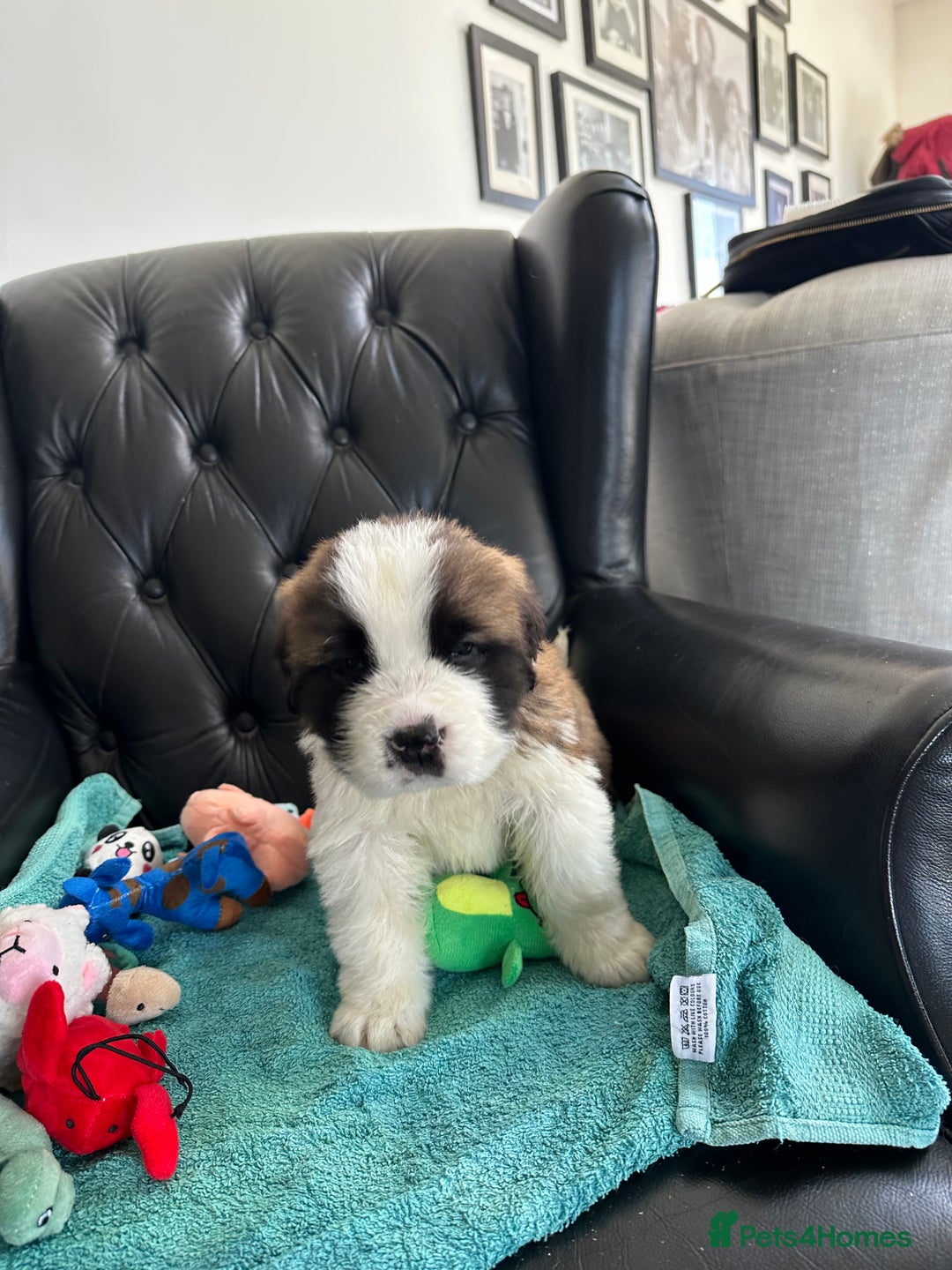 Saint Bernard dogs for sale: KC Registered St. Bernards For Sale! - Image 31