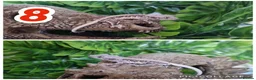 Gecko reptiles for sale: Crested Gecko babies  - Advert 8