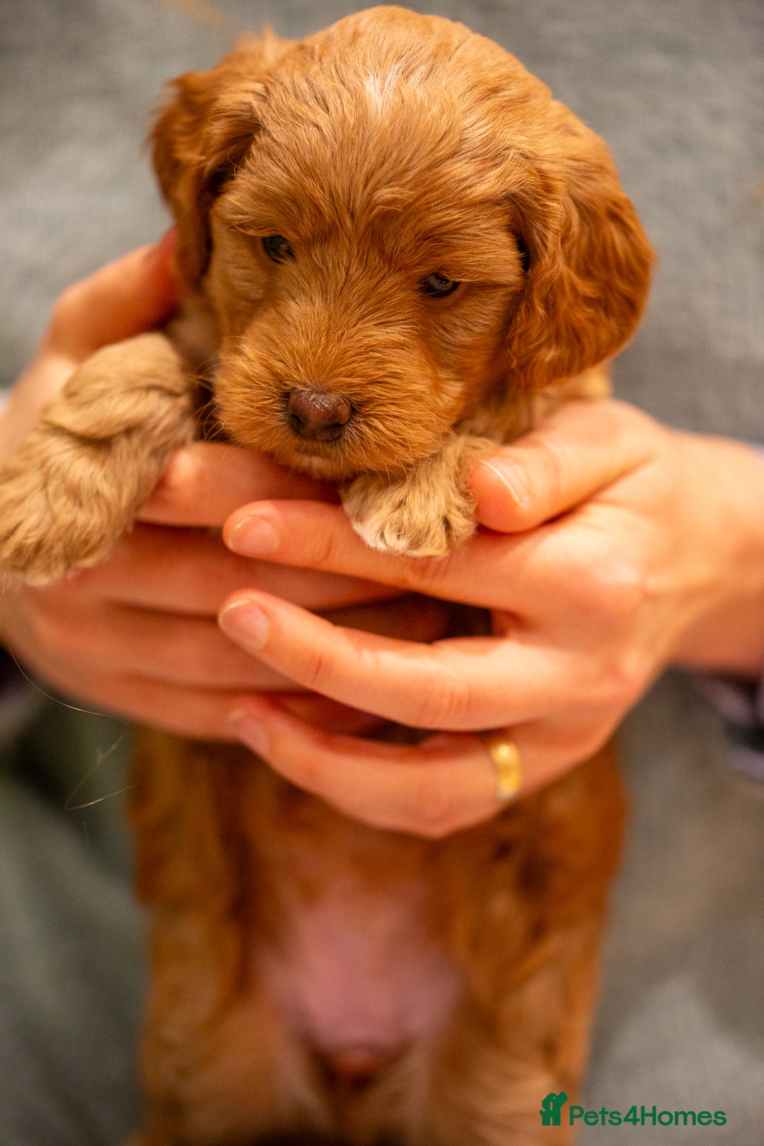 Cockapoo dogs for sale: Stunning F2b Miniature Cockapoos / Health Tested - Image 18