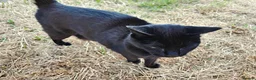 Mixed Breed cats for sale: completely Free. £0 for 3 cat. Need rehoming in Birmingham - Advert 7