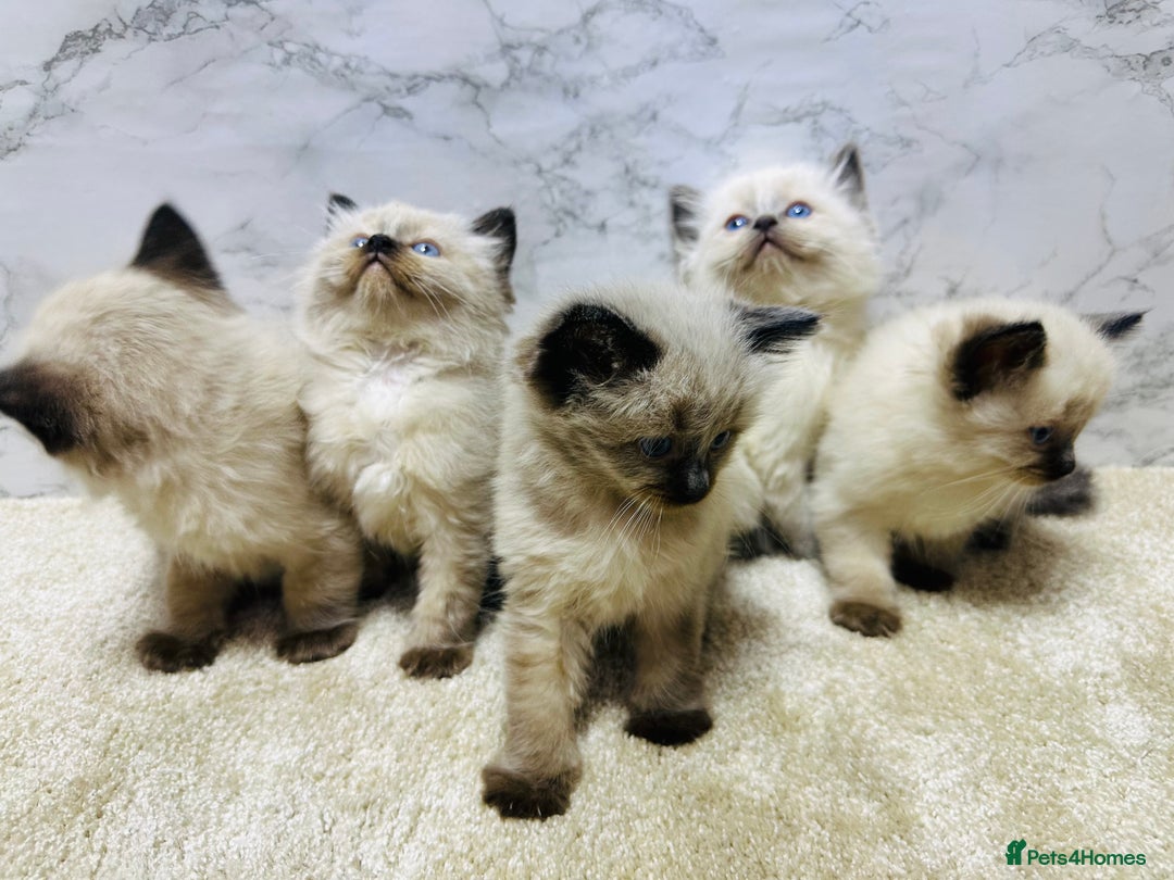 Ragdoll cats for sale: Pure Beautiful Ragdoll Kittens  - Advert 3