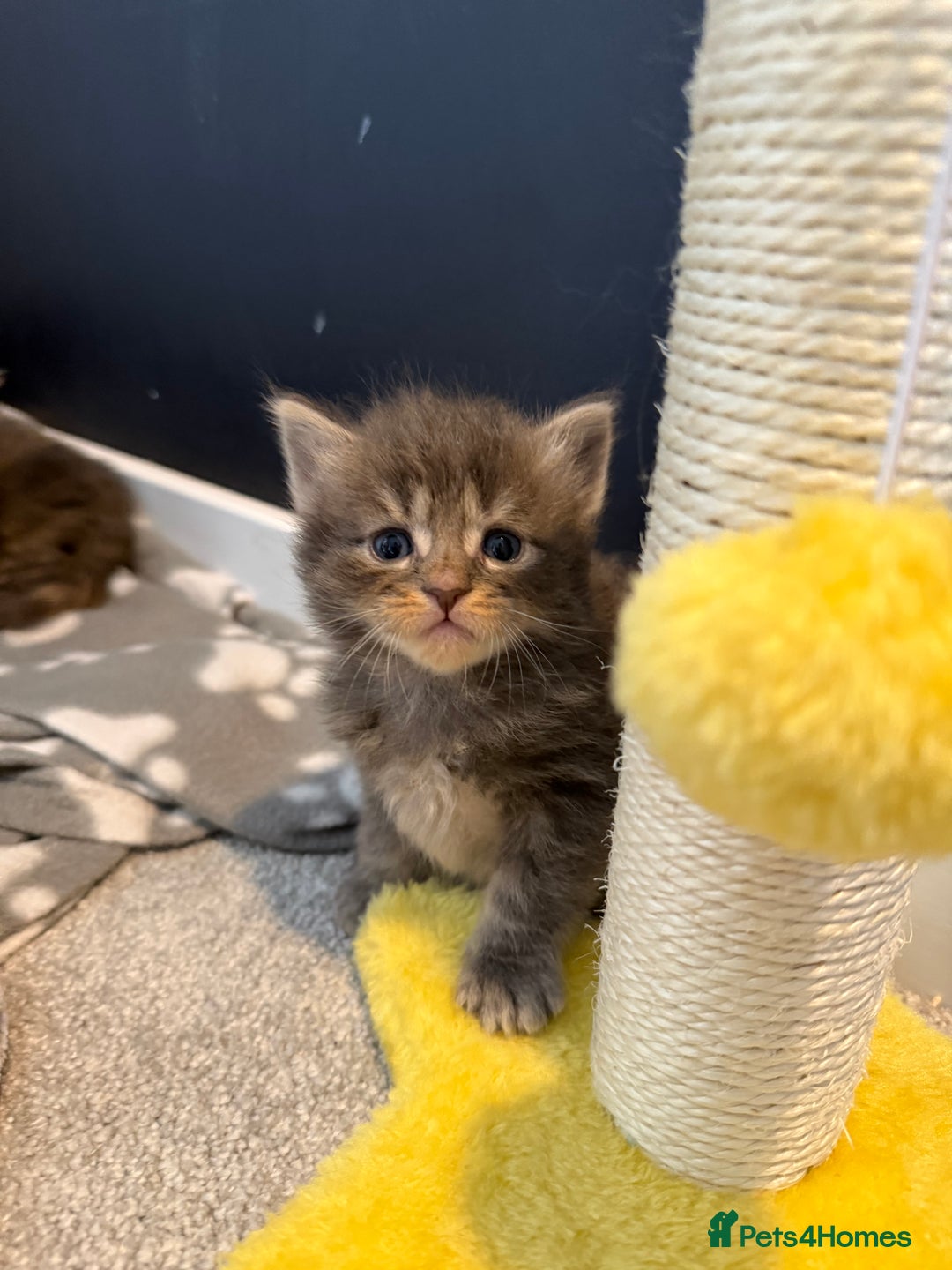 Mixed Breed cats for sale: Mainecoon X kittens - Advert 5