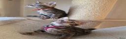 Bengal cats for sale: ⚜️Bengal kittens Tica registered ⚜️ - Advert 12