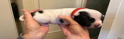 Staffordshire Bull Terrier dogs for sale: 8 GORGEOUS  STAFFORDSHIRE BULL TERRIER PUPPIES - Advert 20