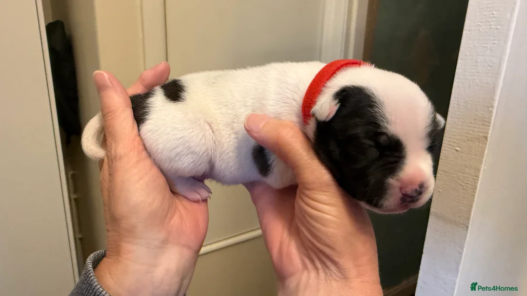 Staffordshire Bull Terrier dogs for sale: 8 GORGEOUS  STAFFORDSHIRE BULL TERRIER PUPPIES - Advert 20