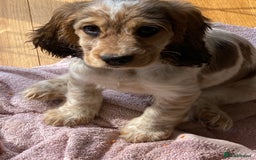 Cocker Spaniel dogs for sale: SHOW cocker spaniel puppies  - Image 24
