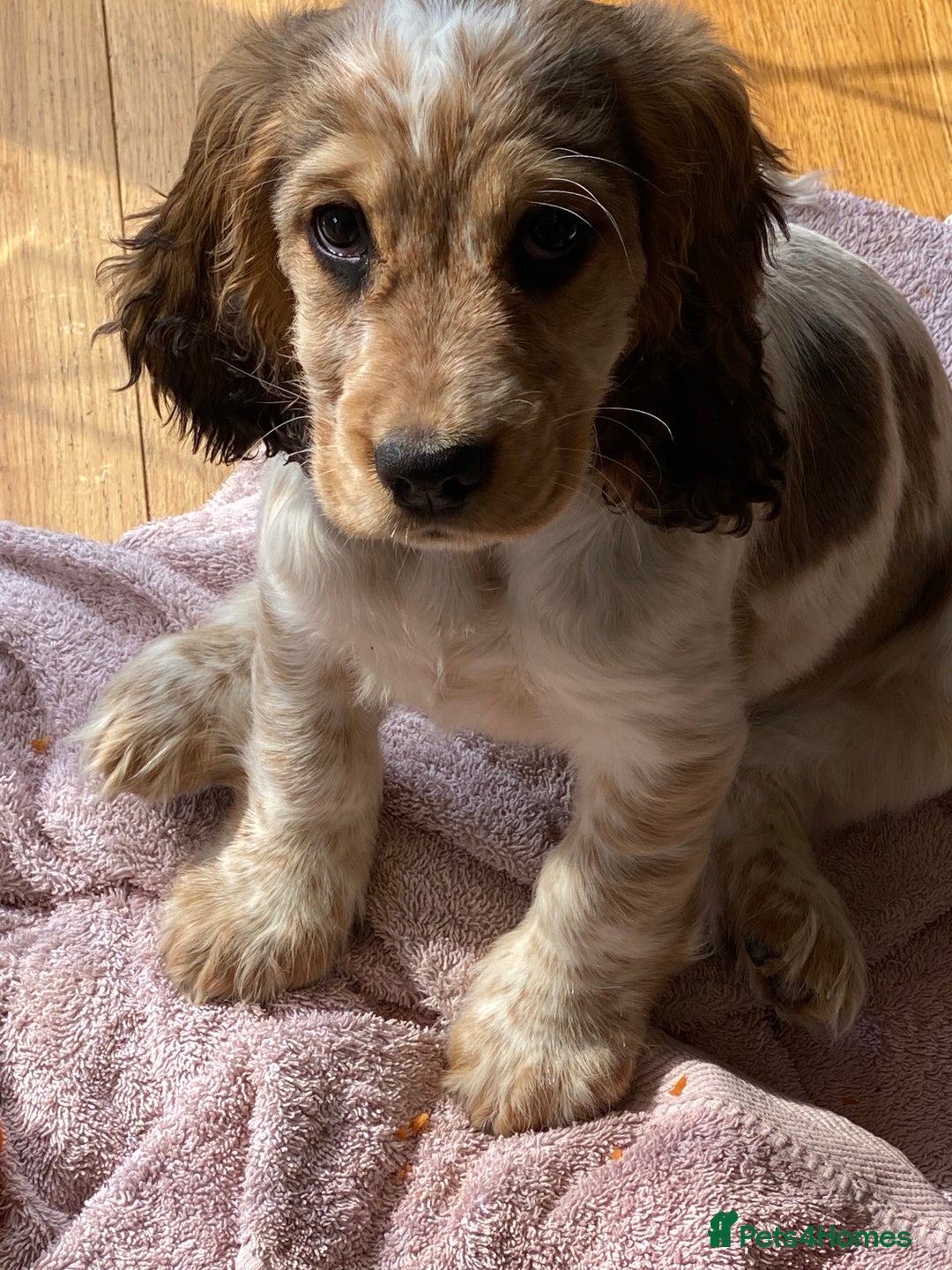 Cocker Spaniel dogs for sale: SHOW cocker spaniel puppies  - Image 24