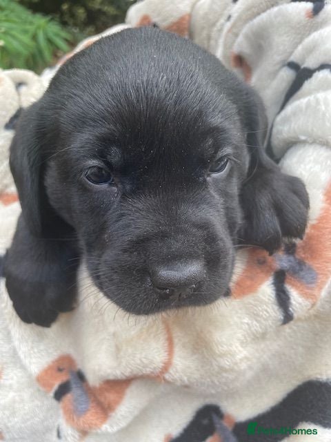 Labrador Retriever dogs THIS PUP IS LOOKING FOR A LOVING FAMILY HOME - Advert 1