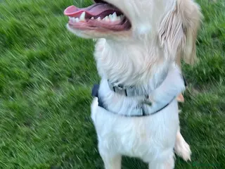 Labrador Retriever dogs Labrador puppy - Advert 4