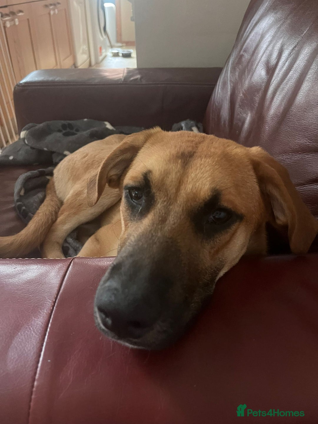 Mixed Breed dogs for sale: Baby looking for loving home  - Image 5