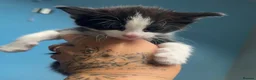 Domestic Shorthair cats for sale: Beautiful long haired tabby kittens  - Advert 13
