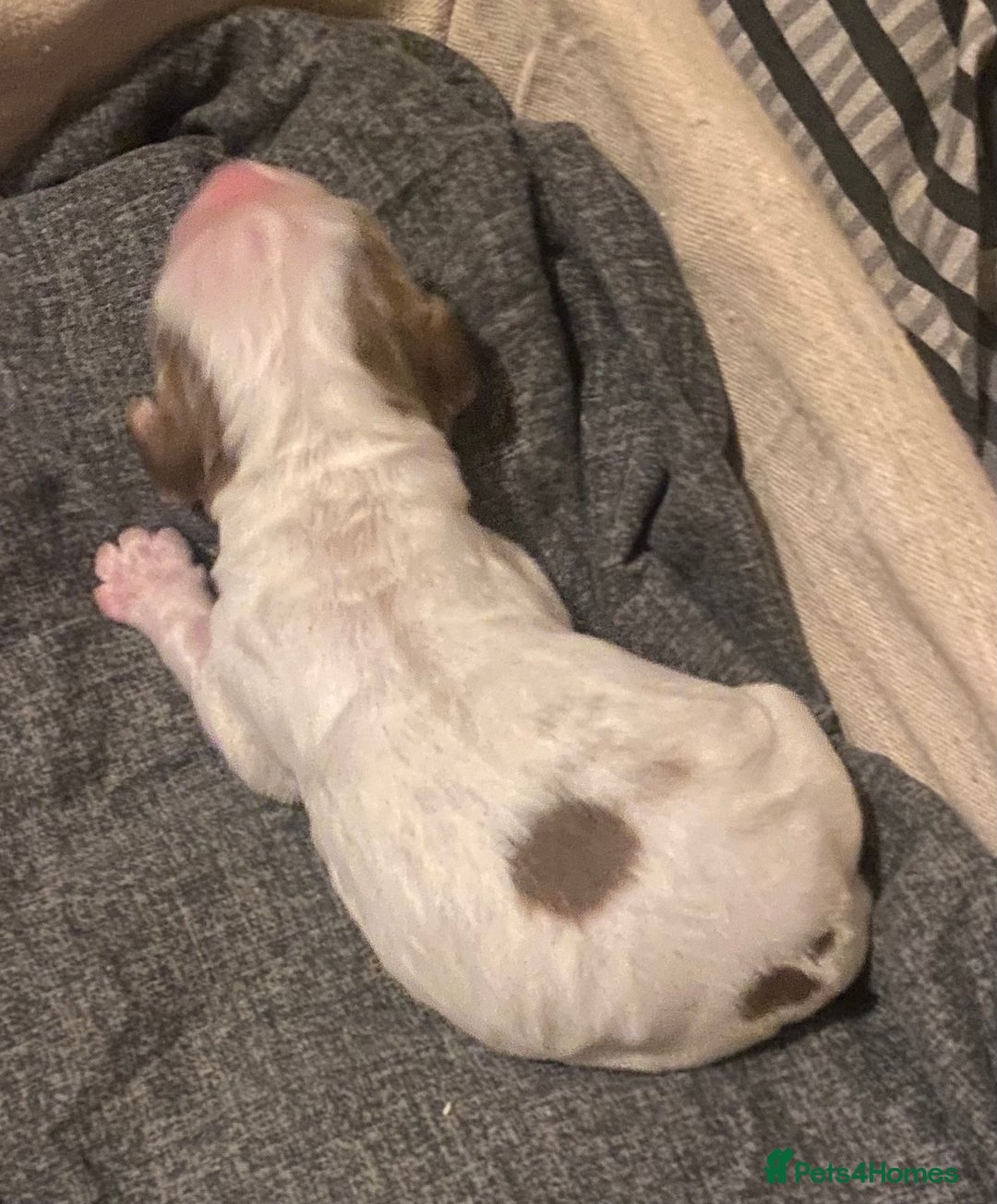 Cocker Spaniel dogs for sale: ‘Show Type’ Cocker Spaniel Puppies. KC Registered. - Advert 20