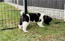 Akita dogs for sale: Quality KC Registered American Akita Puppies - Image 26