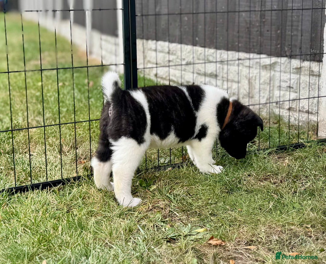 Akita dogs for sale: Quality KC Registered American Akita Puppies - Image 26