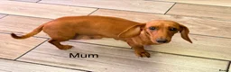 Dachshund dogs for sale: Dachshund miniature puppies 8 weeks old - Advert 3