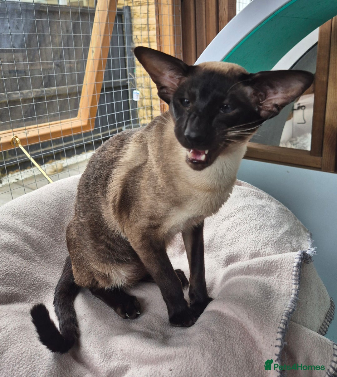 Siamese cats for stud: Seal Point Siamese at stud in Burnley - Image 1