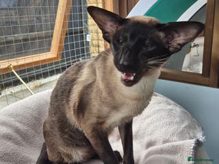 Siamese cats Seal Point Siamese at stud in Burnley - Advert 4