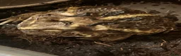 Frog reptiles for sale: Pac-Man frogs cb26  - Advert 7