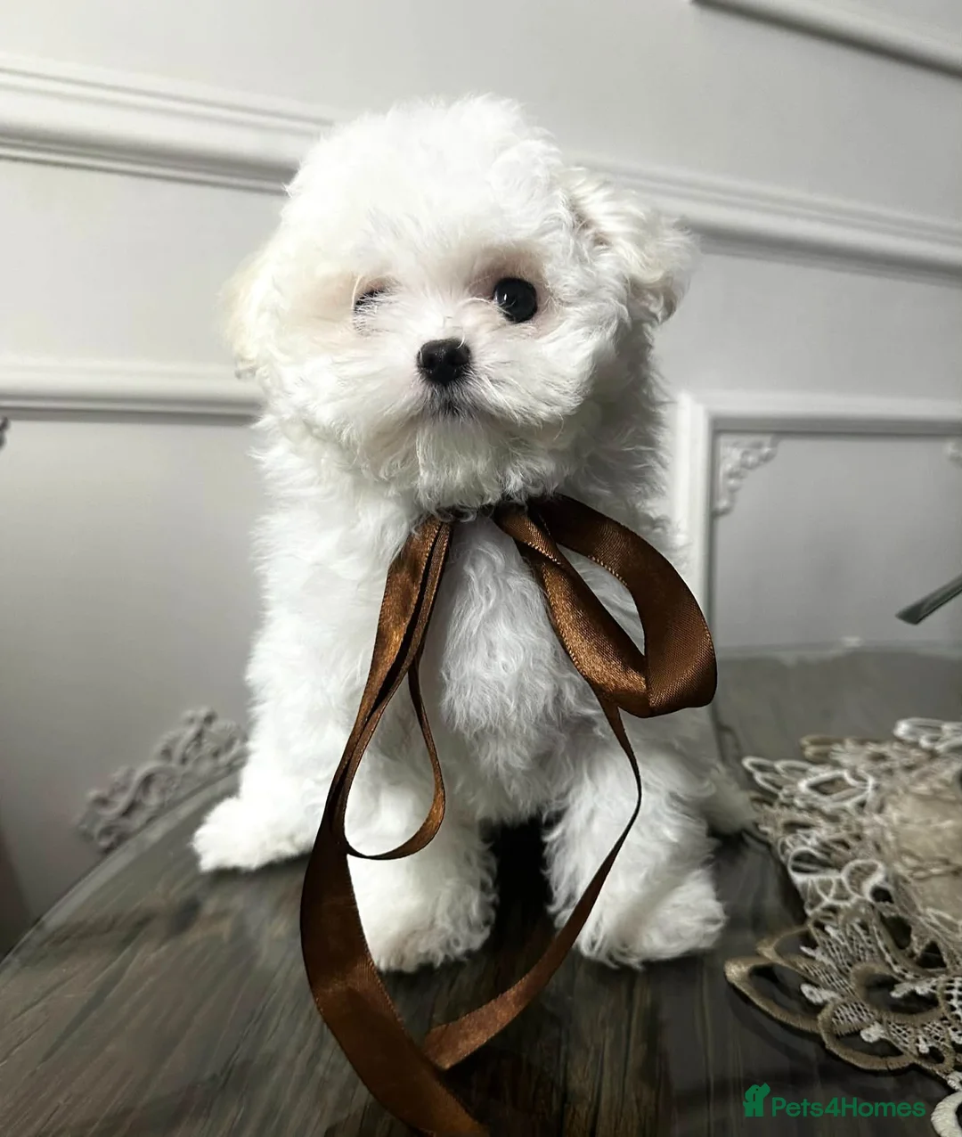 Maltipoo dogs for sale: Exquisite F1 Maltipoo Male - Advert 1
