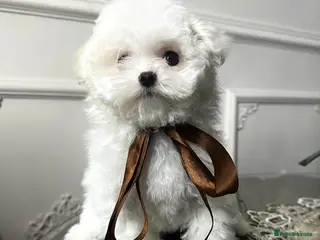 Maltipoo dogs Exquisite F1 Maltipoo Male - Advert 1