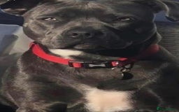 Staffordshire Bull Terrier dogs for sale: Adorable litter of 8 blue staffy pups  - Image 3