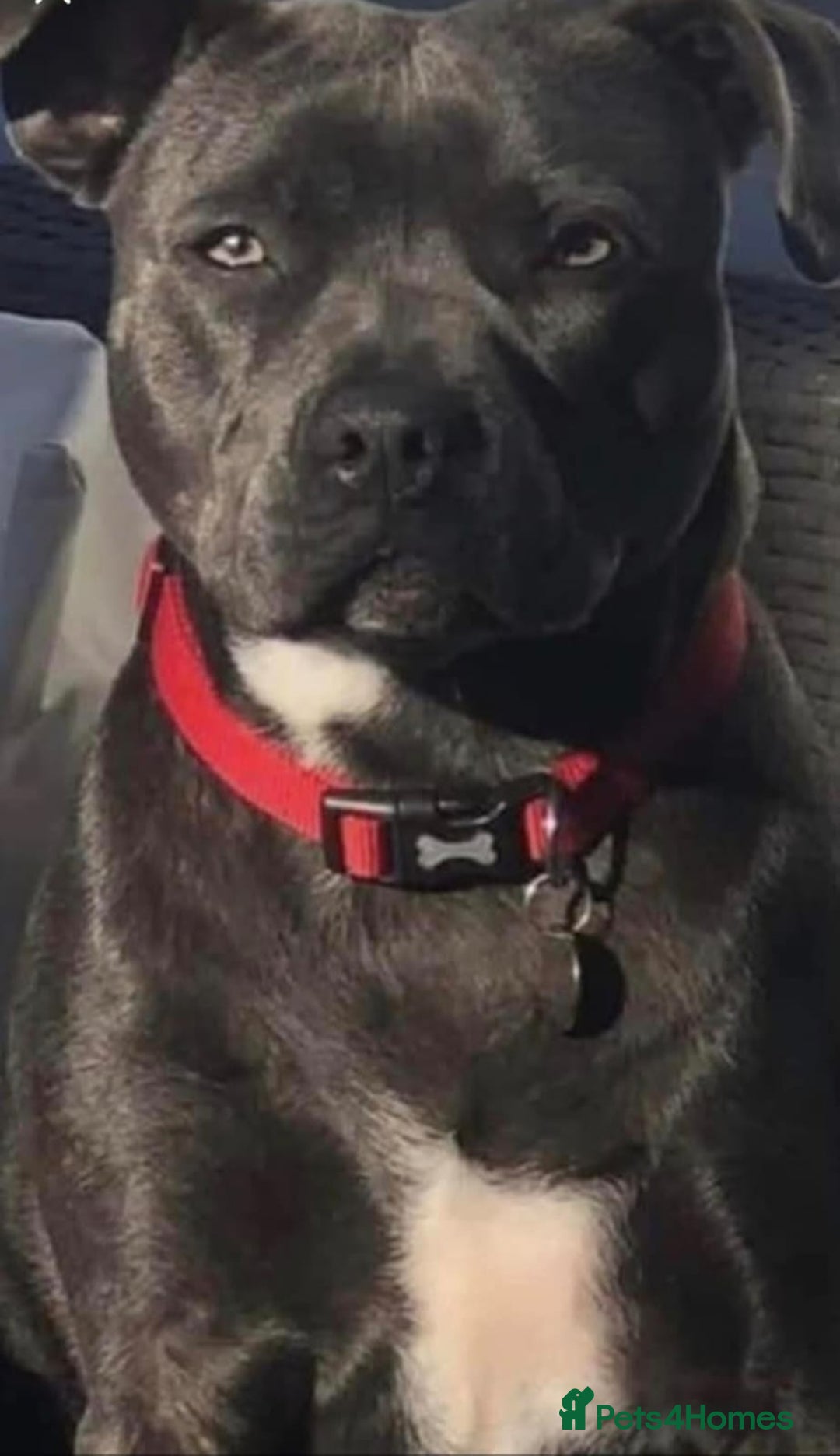 Staffordshire Bull Terrier dogs for sale: Adorable litter of 8 blue staffy pups  - Image 3