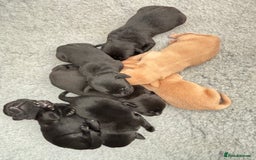 Labrador Retriever dogs for sale: Gorgeous Labrador Puppies - Image 2