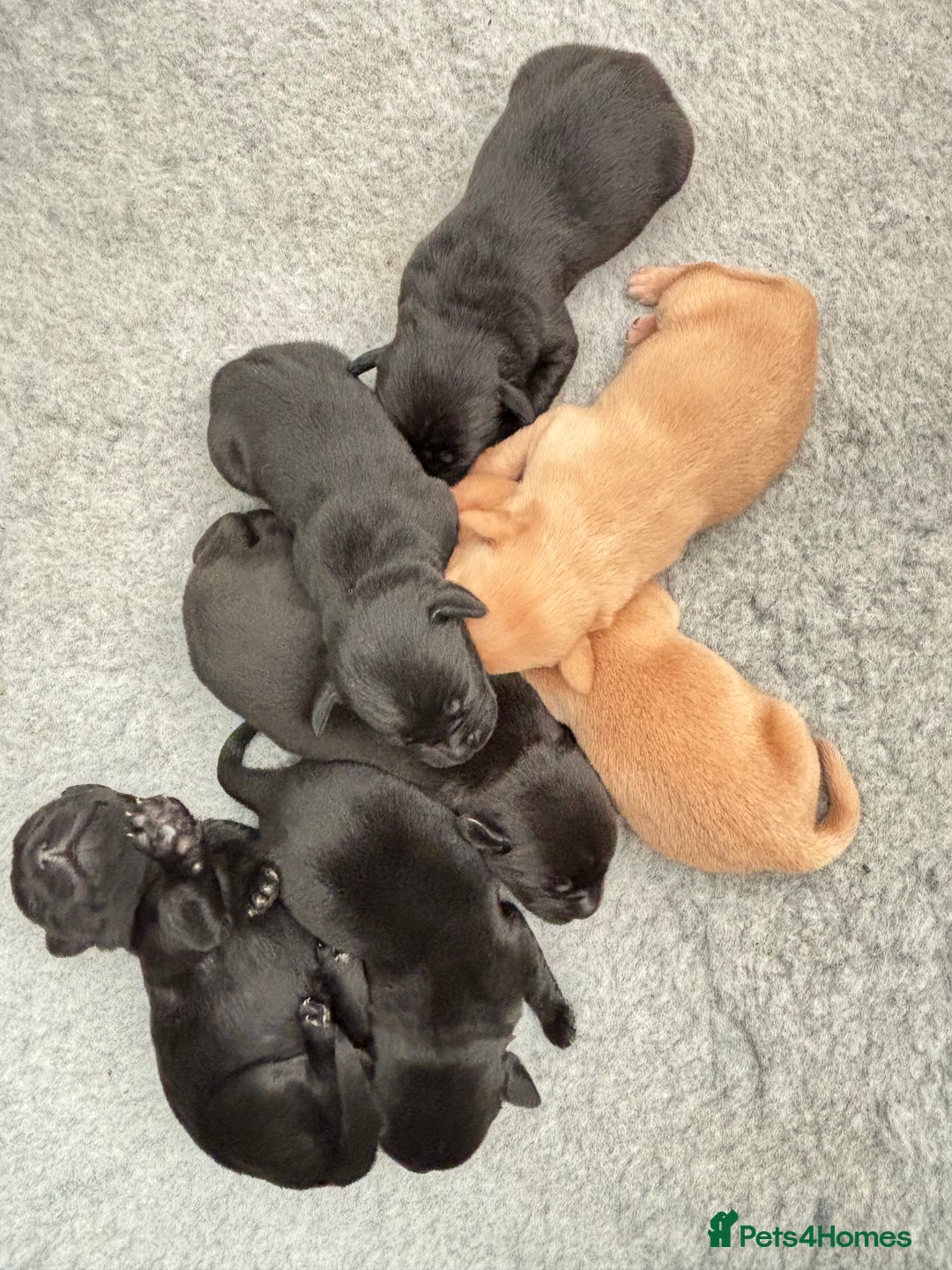 Labrador Retriever dogs for sale: Gorgeous Labrador Puppies - Image 2
