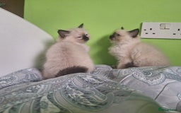 Ragdoll cats for sale: Ragdoll kittens  - Image 6