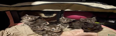 Maine Coon Kitten 2