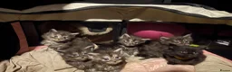 Maine Coon cats for sale: Pure Maine coon kittens  - Advert 5