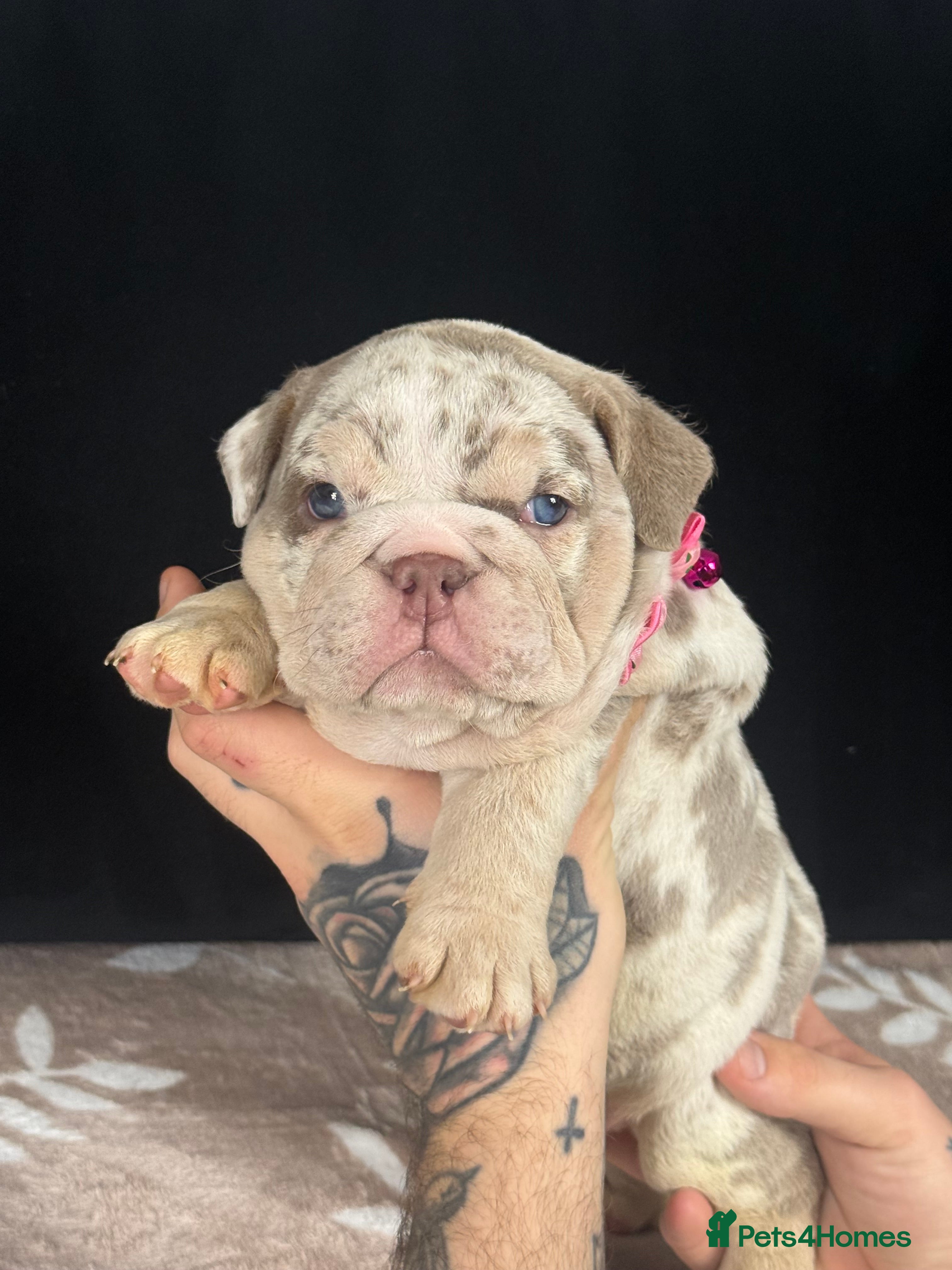 English Bulldog dogs 🐾 English Bulldog puppies available 🐾 - Advert 2
