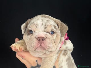 English Bulldog dogs 🐾 English Bulldog puppies available 🐾 - Advert 2