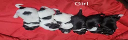 Havanese dogs for sale: Stunning Havanese Puppies - Advert 3