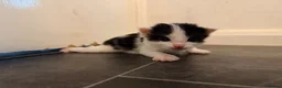 Mixed Breed cats for sale: Mr Thomas venton in Rotherham - Advert 7