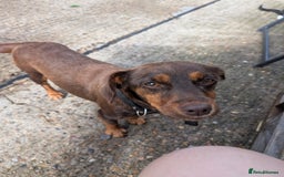 Mixed Breed dogs for sale: Small Jack Russell X Cocker Spaniel Puppies  - Image 9