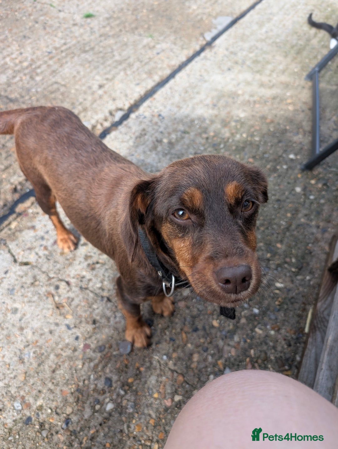 Mixed Breed dogs for sale: Small Jack Russell X Cocker Spaniel Puppies  - Image 9