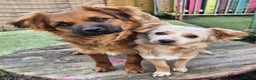 Mixed Breed dogs for adoption: Merry - In Ayr Looking for a home  - Advert 4