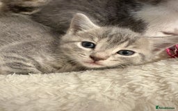 Mixed Breed cats for sale: Kittens for sale  - Image 6