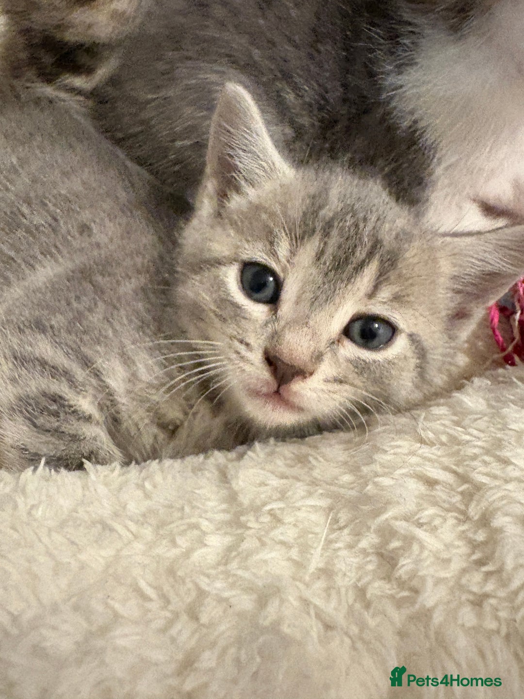 Mixed Breed cats for sale: Kittens for sale  - Image 6