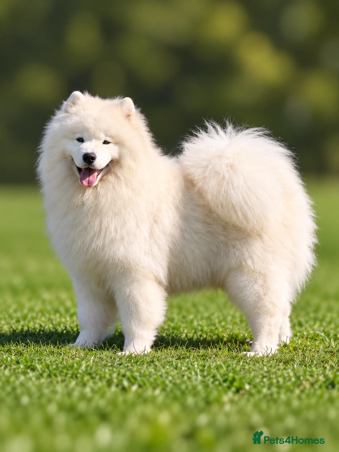 Samoyed dogs KC Registered Samoyed Stud – BVA Hip Scored - Advert 16