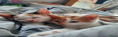 Mixed Breed female Kitten