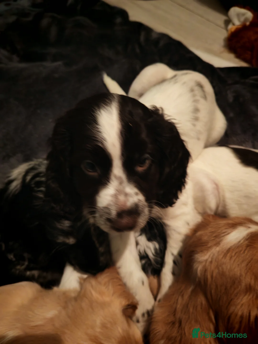 Cocker Spaniel dogs for sale: Cocker spaniel puppies  - Advert 2