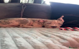 American Bully dogs for sale: American bully pup - Image 2