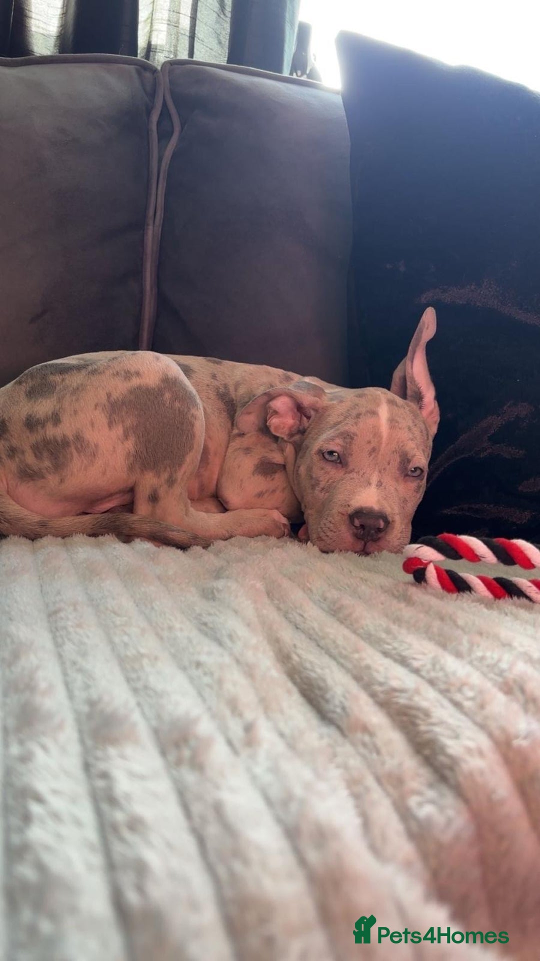 American Bully dogs for sale: American bully pup - Image 2