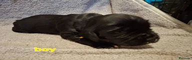 Cocker Spaniel 3