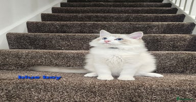 Ragdoll cats - Advert 1