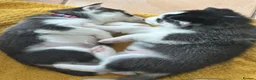 Siberian Husky dogs for sale: Beautiful Husky Puppies in Wells - Advert 12