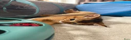 Abyssinian cats for sale: TICA Registered Abyssinian Kittens - Advert 2