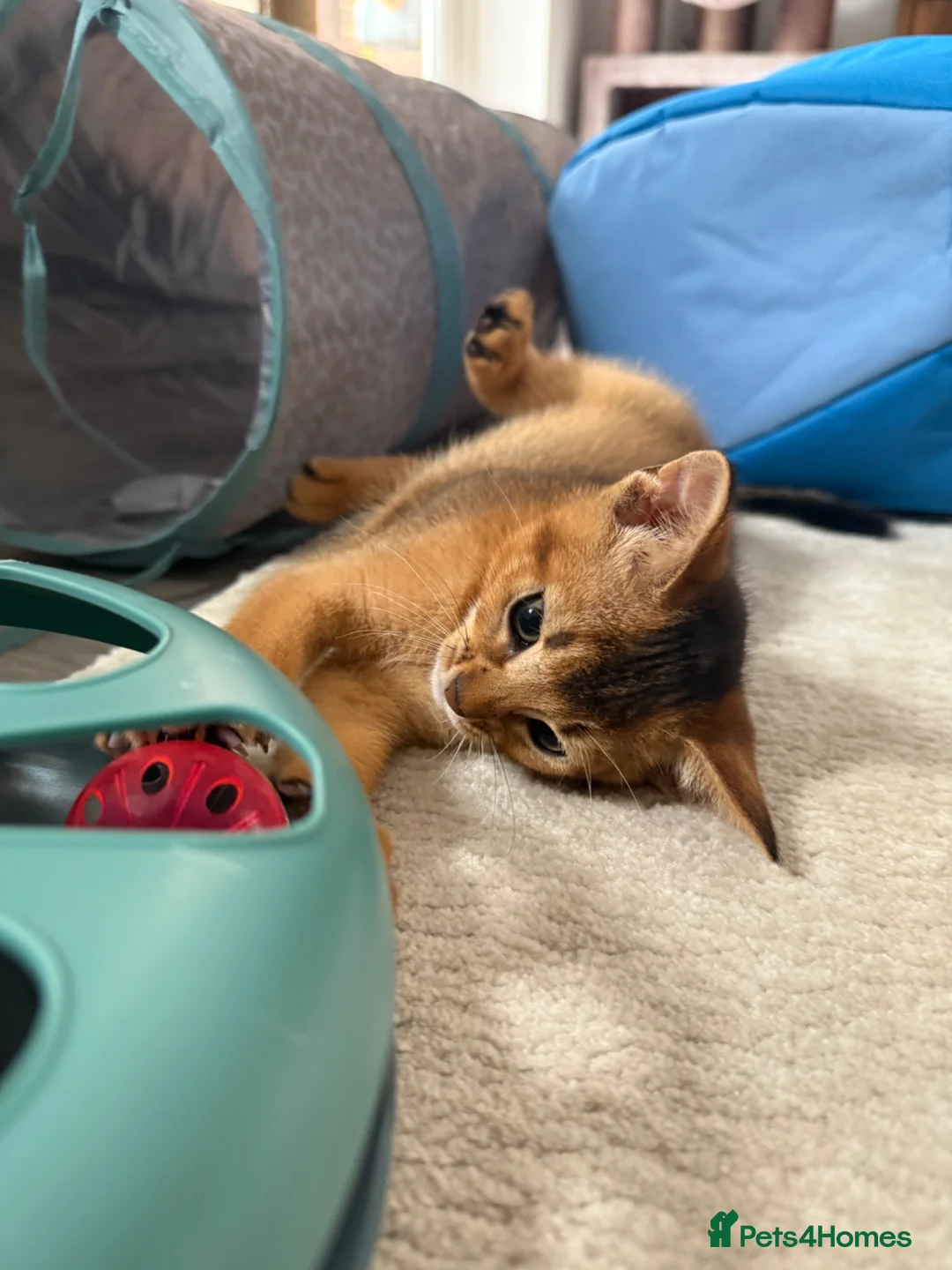 Abyssinian cats for sale: TICA Registered Abyssinian Kittens - Advert 2